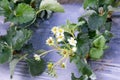 Strawberry tree garden,green leaf of strawberry Royalty Free Stock Photo