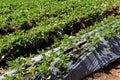 Strawberry tree garden, Rows of cultivation strawberries in a strawberry farm. Royalty Free Stock Photo