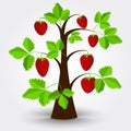 Strawberry tree