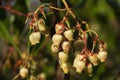 Strawberry tree hanging bell flowers - Arbutus unedo