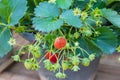 Strawberry tree has white flowers and baby fruits young fruit in the garden. It can grows and has red strawberry