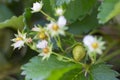 Strawberry tree has white flowers and baby fruits young fruit in the garden. It can grows and has red strawberry