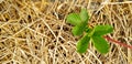 Strawberry tree and leaves on straw with copy space on left at organic fruit garden. Royalty Free Stock Photo