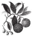 Strawberry Tree or Madrono vintage engraving