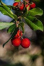 The strawberry tree, which is also called albatross