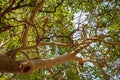 Strawberry Tree - Yalta Botanical Garden. Crimean peninsula.