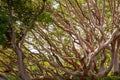 Strawberry Tree - Yalta Botanical Garden. Crimean peninsula.