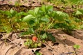 Strawberry farm in Chiangmai, north of Thailand Royalty Free Stock Photo