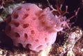 Strawberry Tunicate