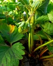 Strawberry Unripe green berries with green leaves in Spring