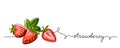 Strawberry vector color illustration, background, banner for label design. One continuous line drawing of strawberry