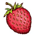 Strawberry. Vector drawing
