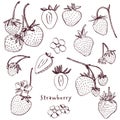 Strawberry vector illustration. Engraved style illustration. Sketched hand drawn berry, flowers, leafs and branches. Royalty Free Stock Photo