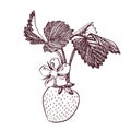 Strawberry vector illustration. Engraved style illustration. Sketched hand drawn berry, flowers, leafs and branches. Royalty Free Stock Photo