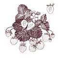 Strawberry vector illustration. Engraved style illustration. Sketched hand drawn berry, flowers, leafs and branches. Royalty Free Stock Photo