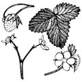 Strawberry vector illustration. Engraved style illustration. Sketched hand drawn berry, flowers, leafs and branches. Royalty Free Stock Photo