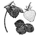 Strawberry vector illustration. Engraved style illustration. Sketched hand drawn berry, flowers, leafs and branches. Royalty Free Stock Photo