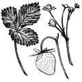 Strawberry vector illustration. Engraved style illustration. Sketched hand drawn berry, flowers, leafs and branches. Royalty Free Stock Photo
