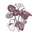 Strawberry vector illustration. Engraved style illustration. Sketched hand drawn berry, flowers, leafs and branches. Royalty Free Stock Photo