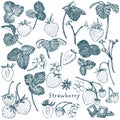 Strawberry vector illustration. Engraved style illustration. Sketched hand drawn berry, flowers, leafs and branches. Royalty Free Stock Photo