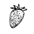 Strawberry, vector illustration, hand drawn sketch Royalty Free Stock Photo