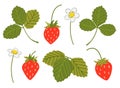 Strawberry vector set. Sweet red berries, white flowers, leaves isolated on white background. Hand drawn cartoon wild Royalty Free Stock Photo