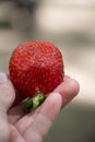 Close-up of a hand holding a single, ripe strawberry. Royalty Free Stock Photo