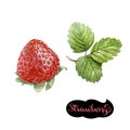 Strawberry watercolor illustration