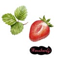 Strawberry watercolor illustration