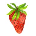 Strawberry watercolor illustration. Ripe sweet berry with leaves and stem isolated on white background. Hand drawn Royalty Free Stock Photo