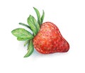 Strawberry on white background. Watercolor drawing of strawberry berries. Handwork drawn