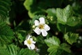Strawberry white flower blooming in May Royalty Free Stock Photo