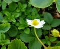 Strawberry white flower blossom. Royalty Free Stock Photo