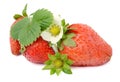 Strawberry and white flower. Royalty Free Stock Photo