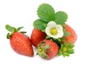 Strawberry and white flower. Royalty Free Stock Photo
