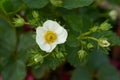 Strawberry white flower green plant on blurry green background gardening Royalty Free Stock Photo