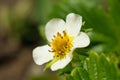 Strawberry white flower Royalty Free Stock Photo