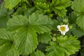 Strawberry white flower on organic bed with big green leaves. Summer in the garden. Close up top view Royalty Free Stock Photo