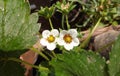 Strawberry white flower. Royalty Free Stock Photo