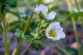 Strawberry white flowers blossom in the garden Royalty Free Stock Photo