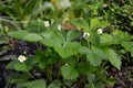 Strawberry with white flowers in city yard. Guerrilla gardening