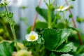Strawberry white flowers and small fresh green berries Royalty Free Stock Photo