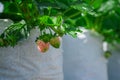 Strawberry in white plastic bag with small strawberry fruit in farm