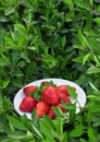 Strawberry on white plate on green grass