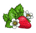 Strawberry whole sweet ripe red berry fresh fruit Royalty Free Stock Photo