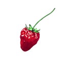 Strawberry. Wild berry of a ripe strawberry painted in watercolor. Illustration of Victoria in botanical style. For your