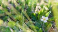 Strawberry wild flower in forest. Small white flower. Royalty Free Stock Photo