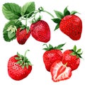 Strawberry wild fruit in a watercolor style isolated.