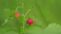 Strawberry or wild strawberry, plant ready to harvest. Raw and organic superfood ingredients for healthy food. Close up.