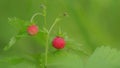 Strawberry or wild strawberry, plant ready to harvest. Raw and organic superfood ingredients for healthy food. Close up.